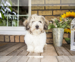 Poovanese Puppy for sale in SUGARCREEK, OH, USA