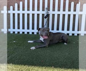 American Pit Bull Terrier Dogs for adoption in Modesto, CA, USA