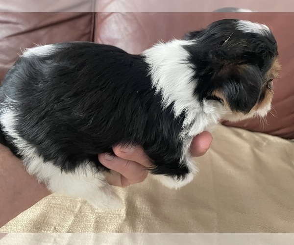 Medium Photo #7 Yorkshire Terrier Puppy For Sale in DENVER, CO, USA