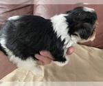 Small #6 Yorkshire Terrier