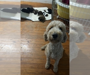 Mother of the Goldendoodle-Shih Tzu Mix puppies born on 10/02/2025