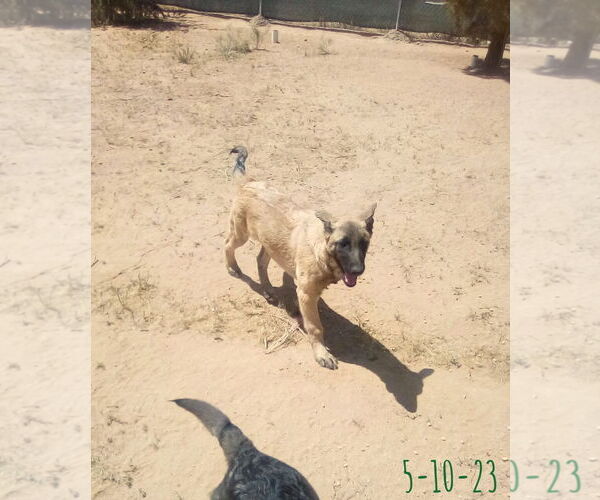 Medium Photo #6 German Shepherd Dog-Unknown Mix Puppy For Sale in Apple Valley, CA, USA