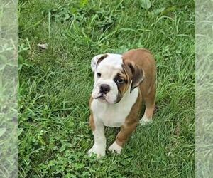 Victorian Bulldogge Puppy for sale in JASONVILLE, IN, USA