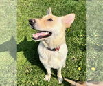 Small #12 German Shepherd Dog Mix