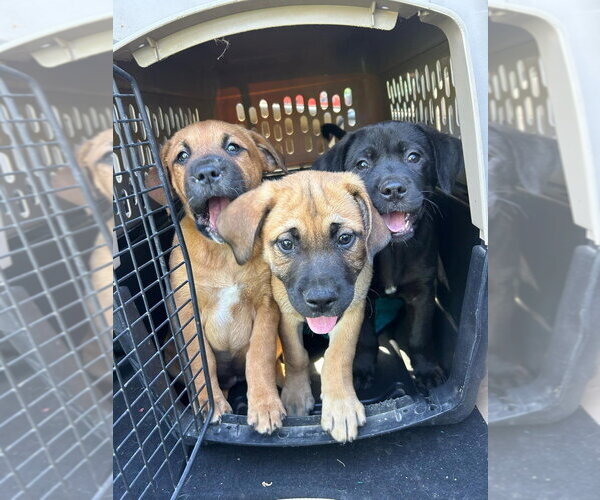 Medium Photo #2 Labrador Retriever-Unknown Mix Puppy For Sale in Aurora, IN, USA