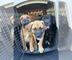 Small #1 Labrador Retriever Mix