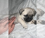 Small Photo #3 Pug Puppy For Sale in MINERAL RIDGE, OH, USA
