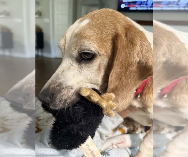 Medium Photo #6 Beagle-Unknown Mix Puppy For Sale in Arlington, VA, USA