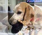 Small #5 Beagle Mix