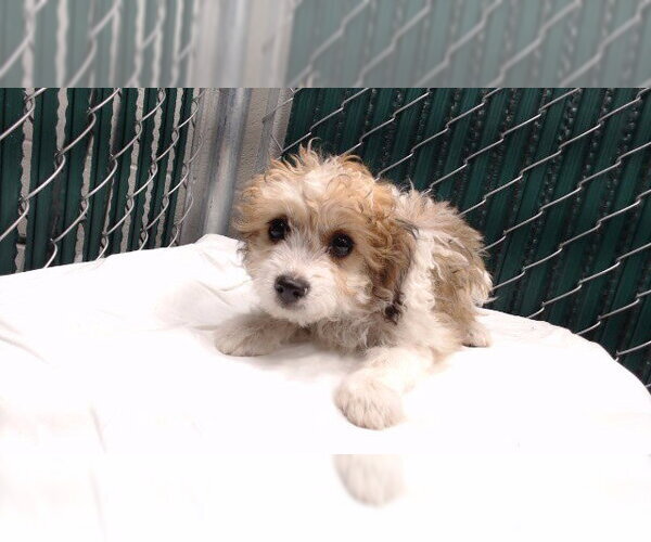 Medium Photo #1 Poodle (Miniature) Puppy For Sale in Downey, CA, USA