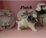 Small #10 Poodle (Toy)