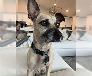 Ty - Male Chihuahua Dog for Adoption - Photo #2