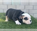 Small #12 English Bulldog