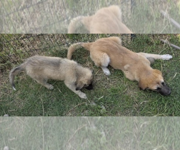 Medium Photo #12 Mutt Puppy For Sale in Minneapolis, MN, USA