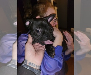 Frenchie Pug Puppy for Sale in RENSSELAER, New York USA