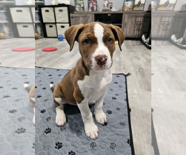 Medium Photo #1 American Staffordshire Terrier-Siberian Husky Mix Puppy For Sale in Chester, VA, USA