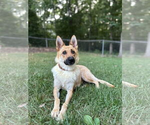 German Shepherd Dog-Unknown Mix Dogs for adoption in Thomasville, NC, USA