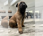 Small Photo #10 Belgian Malinois Puppy For Sale in SAN ANTONIO, TX, USA