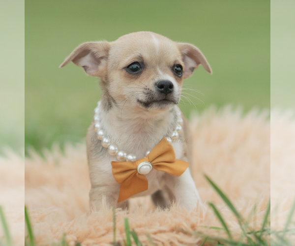 Medium Photo #2 Chihuahua Puppy For Sale in WARSAW, IN, USA