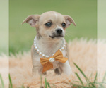 Small Photo #62 Chihuahua Puppy For Sale in WARSAW, IN, USA