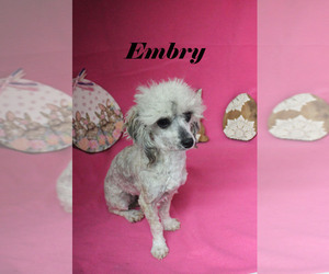 Poodle (Miniature) Puppy for sale in CHANUTE, KS, USA