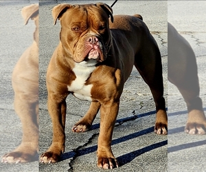 Father of the Olde English Bulldogge puppies born on 07/29/2026