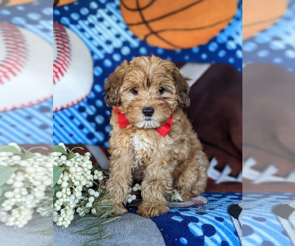 Medium Photo #5 Poodle (Miniature)-Shorkie Tzu Mix Puppy For Sale in KIRKWOOD, PA, USA