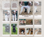 Small Photo #1 Aussiedoodle Miniature  Puppy For Sale in NASHVILLE, TN, USA