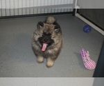 Small Photo #13 Keeshond Puppy For Sale in FAYETTEVILLE, TN, USA