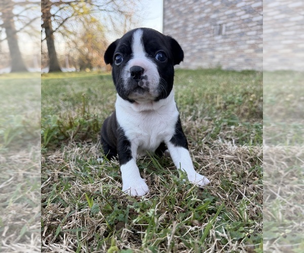 Medium Photo #1 Boston Terrier Puppy For Sale in GARFIELD, AR, USA