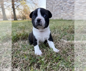 Boston Terrier Puppy for sale in GARFIELD, AR, USA