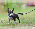 Small #17 Miniature Bull Terrier