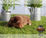 Small Photo #36 Miniature Australian Shepherd Puppy For Sale in GRANBURY, TX, USA