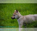 Small #21 Czech Wolfdog