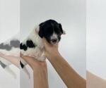 Small Photo #13 Portuguese Water Dog Puppy For Sale in RINGWOOD, NJ, USA