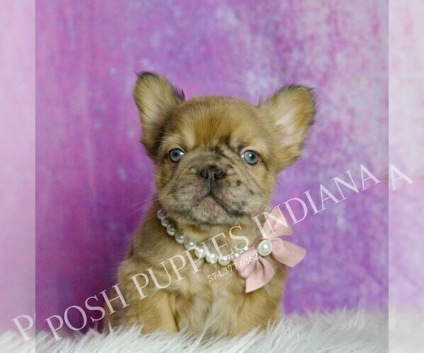 Medium Photo #6 French Bulldog Puppy For Sale in WARSAW, IN, USA