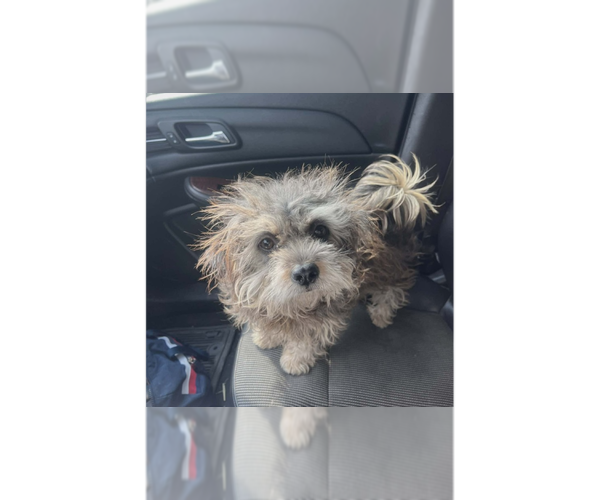 Medium Photo #1 Mutt Puppy For Sale in New York, NY, USA