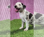 Small #6 Catahoula Leopard Dog