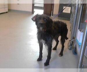 Mutt Dogs for adoption in Fayetteville, NC, USA