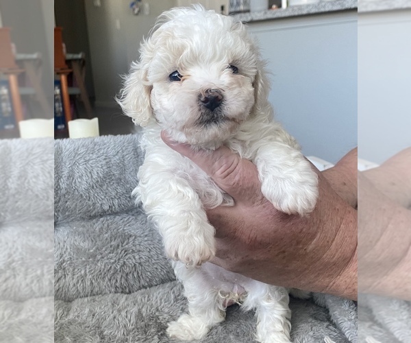 Medium Photo #4 ShihPoo Puppy For Sale in RENO, NV, USA