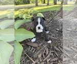 Small #2 Boston Terrier