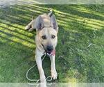 Small #1 German Shepherd Dog Mix