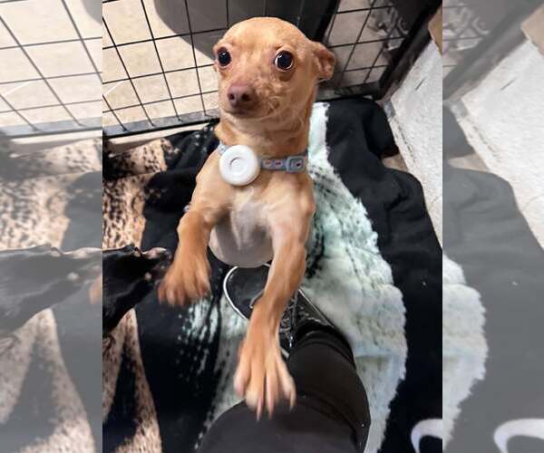 Medium Photo #3 Chihuahua-Unknown Mix Puppy For Sale in La Verne, CA, USA
