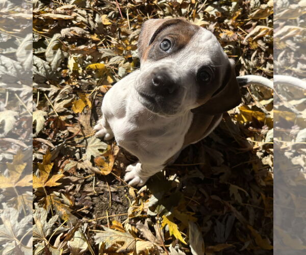 Medium Photo #3 Boxador Puppy For Sale in Canal Winchester, OH, USA