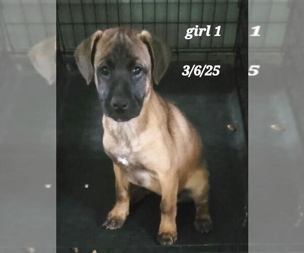 Medium Photo #7 Mutt Puppy For Sale in Rootstown, OH, USA
