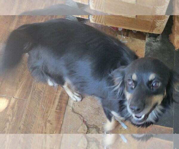 Medium Photo #1 Chihuahua-Spaniel Mix Puppy For Sale in San Antonio, TX, USA