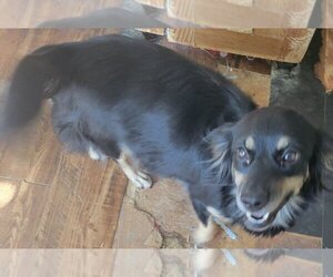 Chihuahua-Spaniel Mix Dogs for adoption in San Antonio, TX, USA