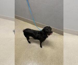 Mutt Dogs for adoption in Las Vegas, NV, USA