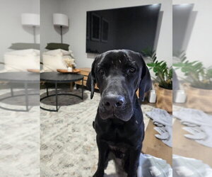 Great Dane-Unknown Mix Dogs for adoption in Bullard, TX, USA