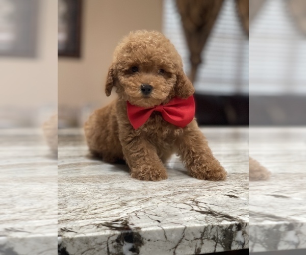 Medium Photo #5 Poodle (Toy) Puppy For Sale in TAMPA, FL, USA